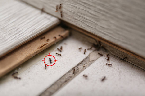 Trusted Loudon, TN Pest Control Experts