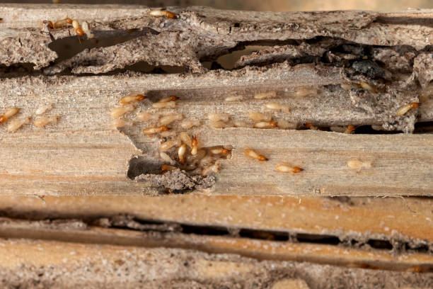 Best Best Pest Control Companies  in Loudon, TN